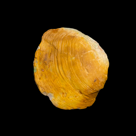 Opalised Shell Fossil